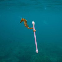 Seahorse Cottonbud